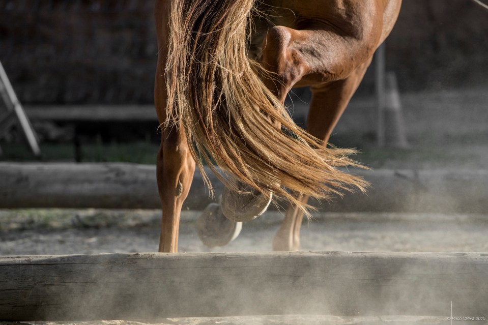 HorseScapes5-2015-14