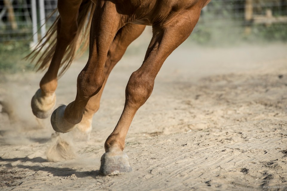 HorseScapes5-2015-18