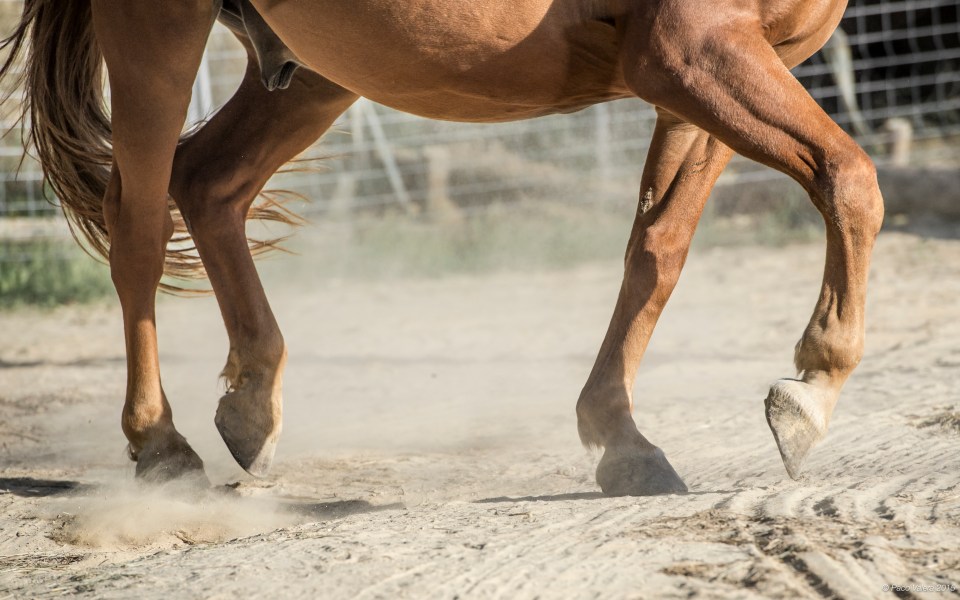 HorseScapes5-2015-29