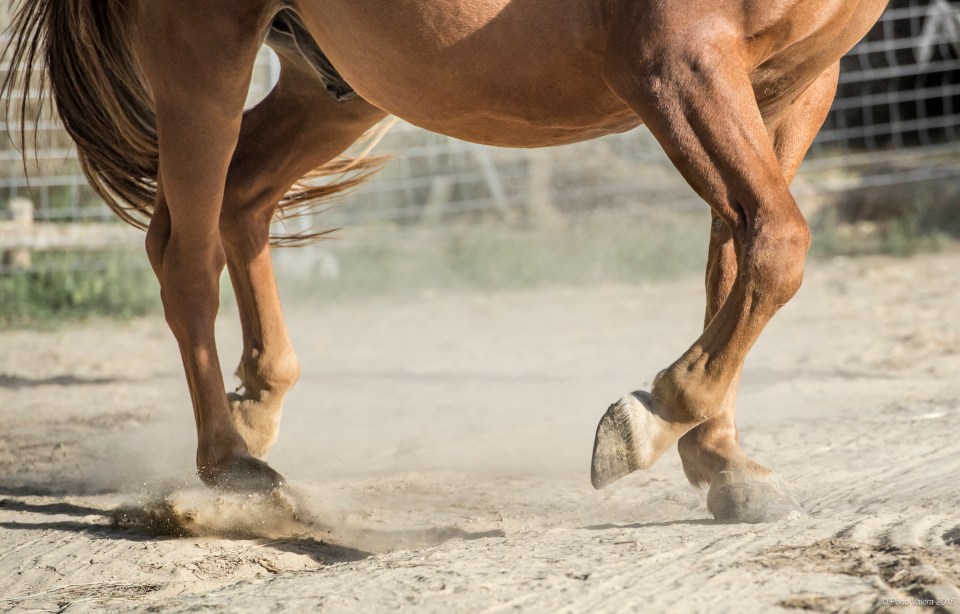 HorseScapes5-2015-30