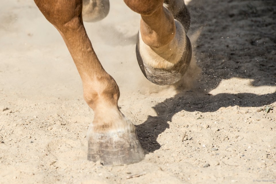 HorseScapes5-2015-37