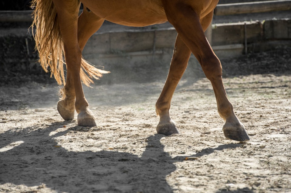 HorseScapes5-2015-40