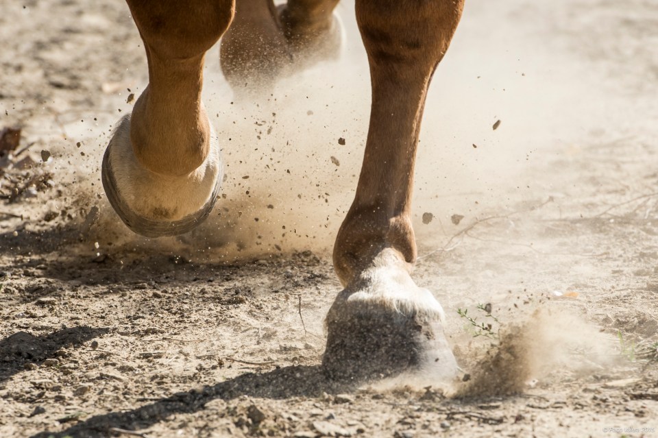 HorseScapes5-2015-42