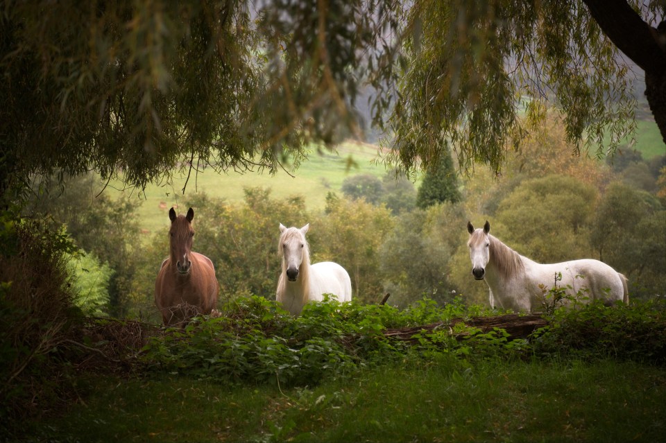 Horses - Noriega (Asturias)